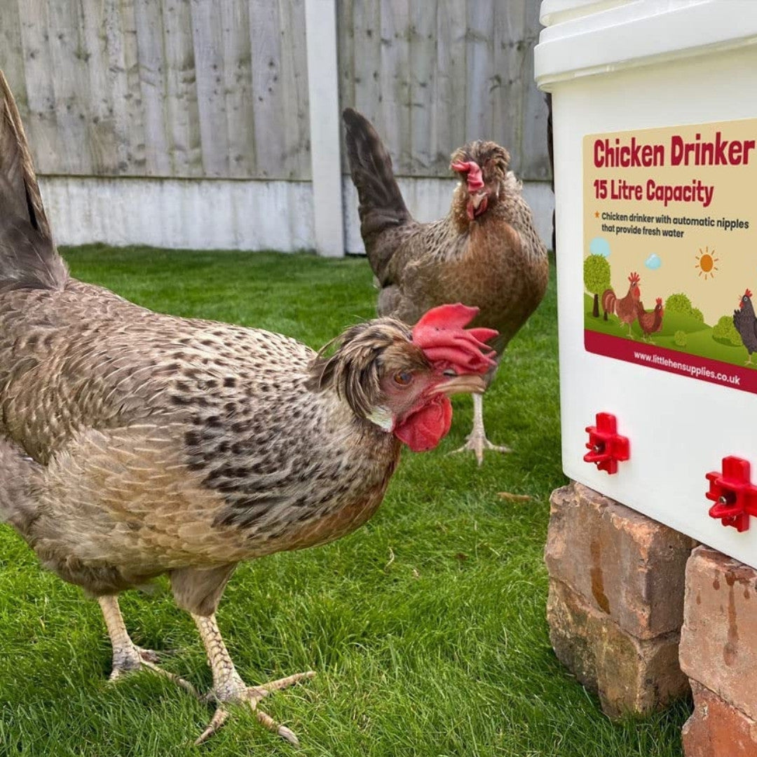 Two chickens near a chicken drinker on grass with a wooden fence in the background
