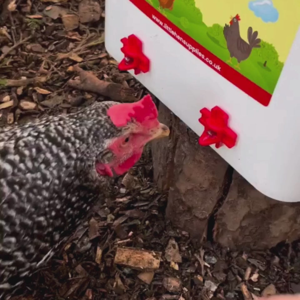 video of chicken being trained to drink from chicken drinker nipples