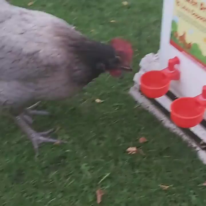 Chicken Drinker – 15L Automatic Poultry Water Dispenser