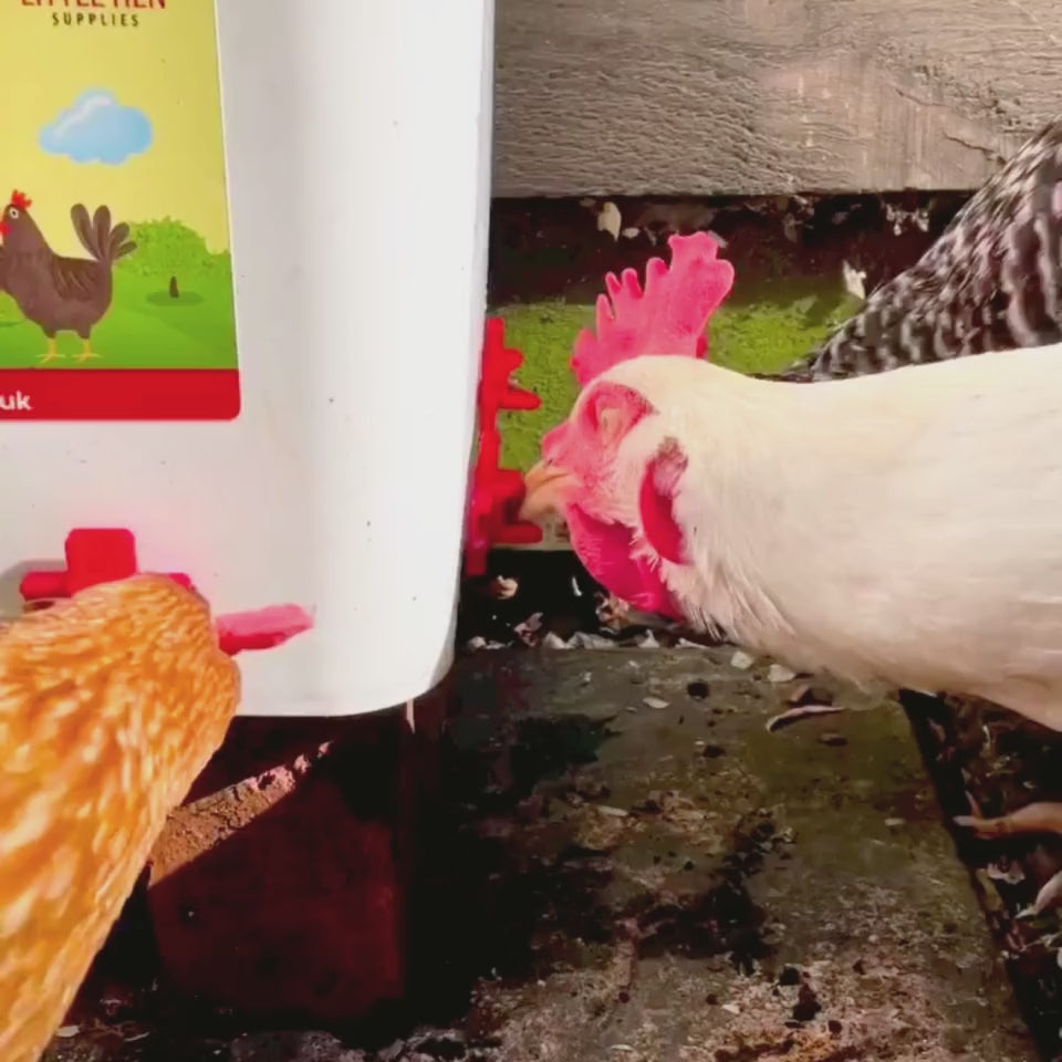 video of chickens drinking from nipple drinker 