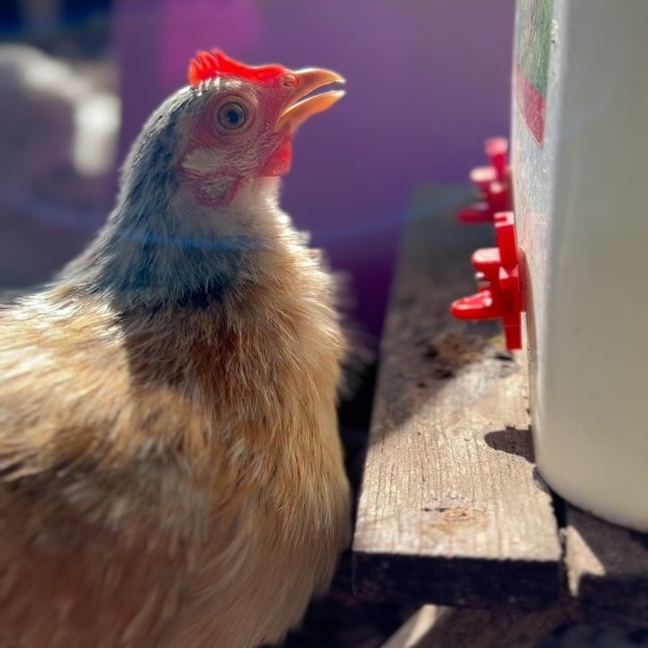 Chicken Drinker – 100% No Leak 15L Nipple Poultry Drinker